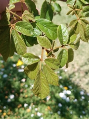 Handroanthus
