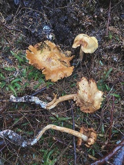 Cortinarius rubiginosus