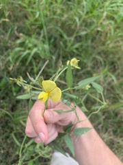 Vigna luteola