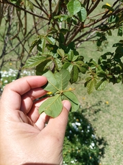 Handroanthus