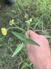 Vigna luteola