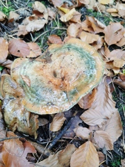 Lactarius semisanguifluus