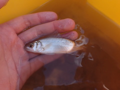 Dicentrarchus labrax