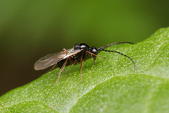 Eucoilinae