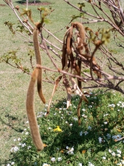 Handroanthus