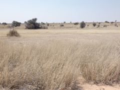 Eragrostis rotifer