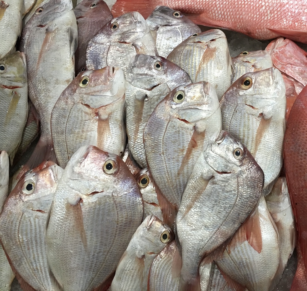 King soldierbream