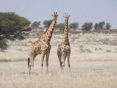 Giraffa camelopardalis giraffa