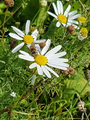 Tripleurospermum