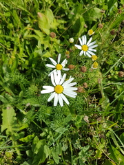 Tripleurospermum