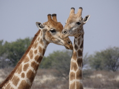 Giraffa camelopardalis giraffa