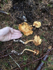 Cortinarius rubiginosus