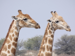 Giraffa camelopardalis giraffa