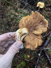 Cortinarius rubiginosus