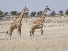 Giraffa camelopardalis giraffa