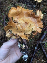 Cortinarius rubiginosus