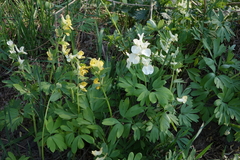 Corydalis bracteata