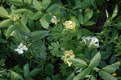Corydalis bracteata