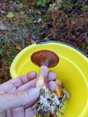 Suillus spectabilis