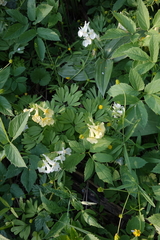 Corydalis bracteata