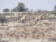 Giraffa camelopardalis giraffa