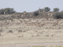 Giraffa camelopardalis giraffa