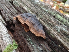 Hymenochaete rubiginosa