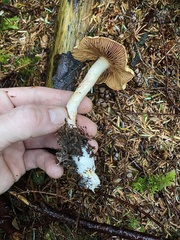 Cortinarius rubiginosus