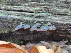 Hymenochaete rubiginosa