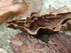 Hymenochaete rubiginosa