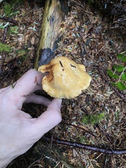 Cortinarius rubiginosus