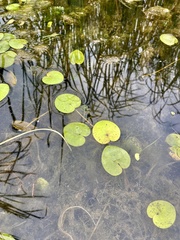 Hydrocharis morsus-ranae