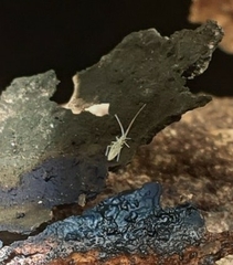 Entomobryoidea