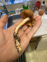 Cortinarius rubiginosus