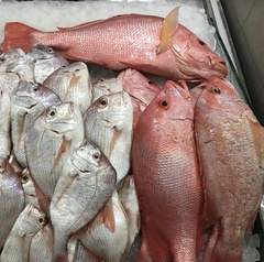 Lutjanus argentimaculatus