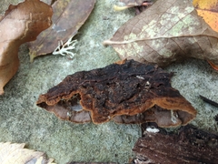 Hymenochaete rubiginosa
