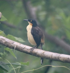Donacobius atricapilla
