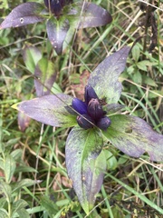 Gentiana clausa