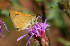 Hesperia meskei