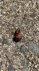Camponotus socius
