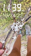 Amphibalanus eburneus