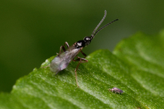 Proctotrupidae