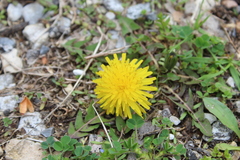 Taraxacum
