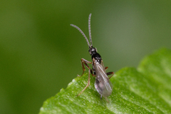 Proctotrupidae
