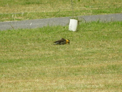 Colaptes campestris campestroides