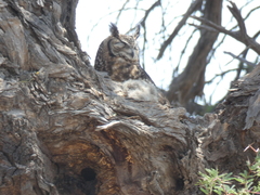 Bubo africanus africanus