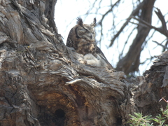 Bubo africanus africanus