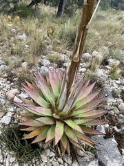 Agave gracilipes