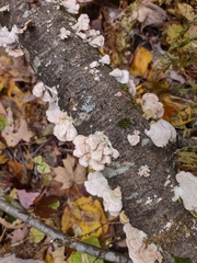 Trichaptum subchartaceum