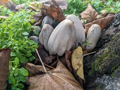 Fungi